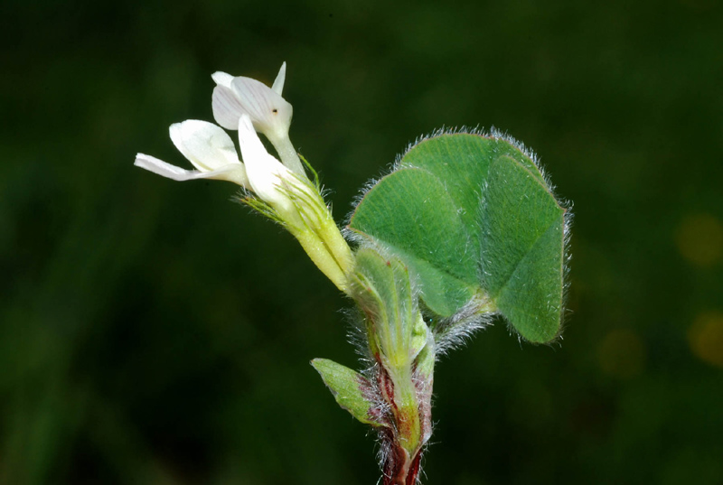 Trifolium subterraneum e Diantus cfr.carthusianorum